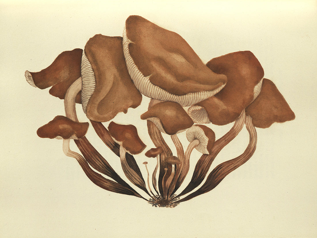 Wasson, Valentina Pavlovna and R. Gordon.  Mushrooms, Russia, and History.