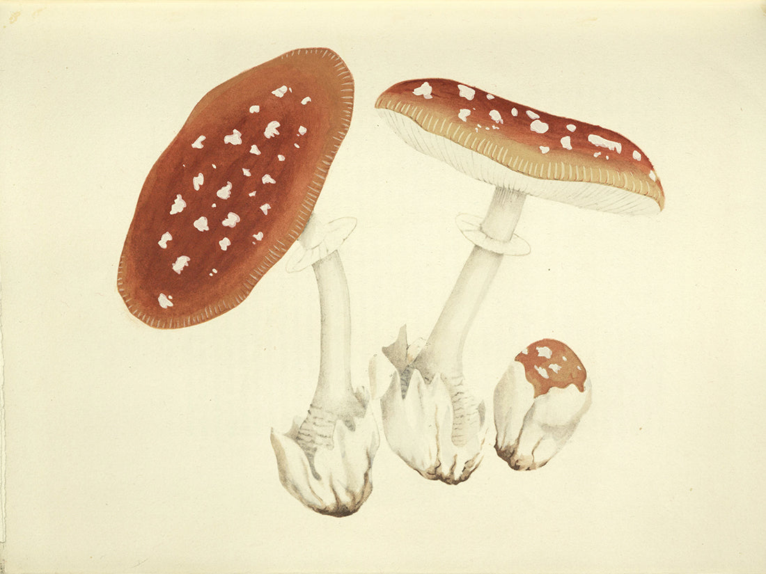 Wasson, Valentina Pavlovna and R. Gordon.  Mushrooms, Russia, and History.