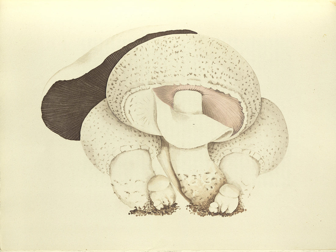 Wasson, Valentina Pavlovna and R. Gordon.  Mushrooms, Russia, and History.