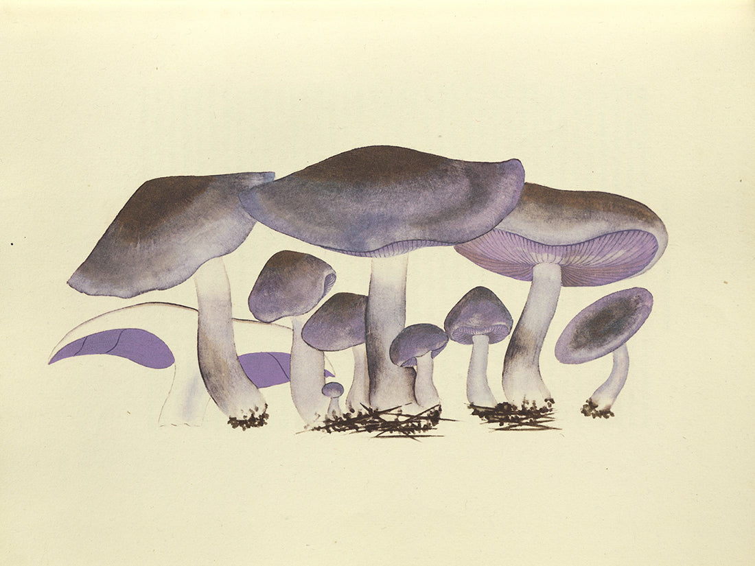 Wasson, Valentina Pavlovna and R. Gordon.  Mushrooms, Russia, and History.