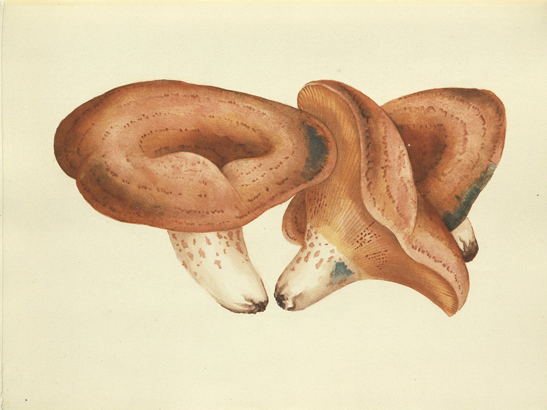 Wasson, Valentina Pavlovna and R. Gordon.  Mushrooms, Russia, and History.